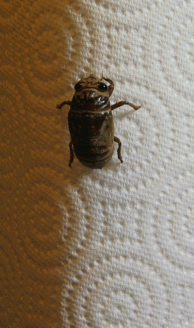 Source: https://commons.wikimedia.org/wiki/File:Cicada_molting_animated-2.gif