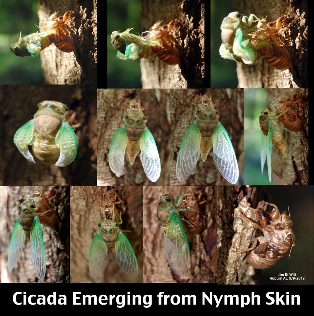 Adult_Cicada_Emerging_from_Nymph_Skin